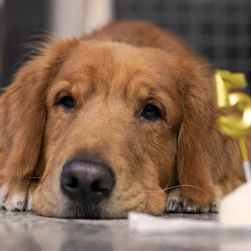 一颗发菜🐶菜不菜.