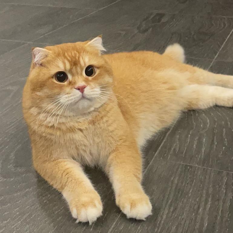 小白鱼鱼🐟