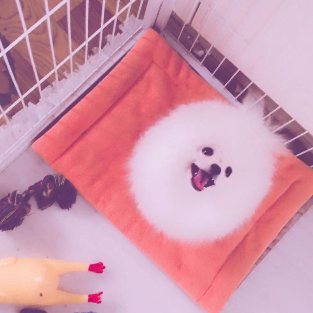 熙淋博美犬舍