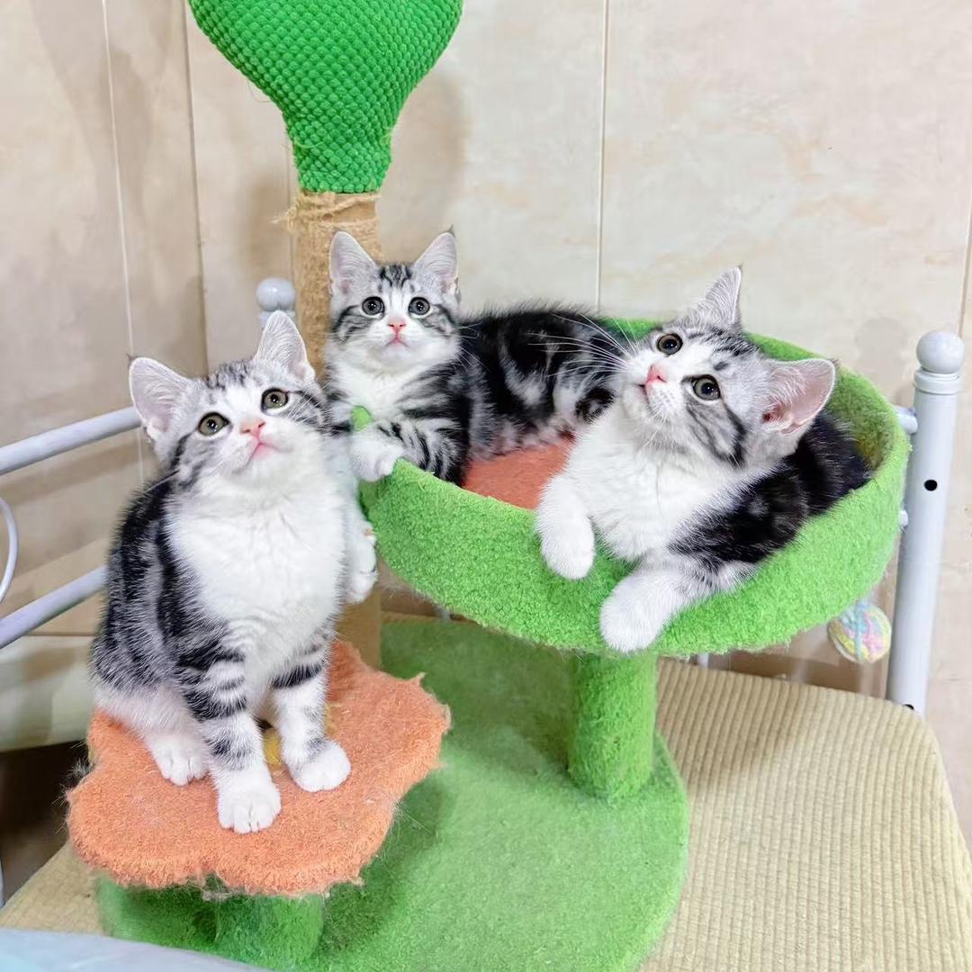 有亿只猫 💫