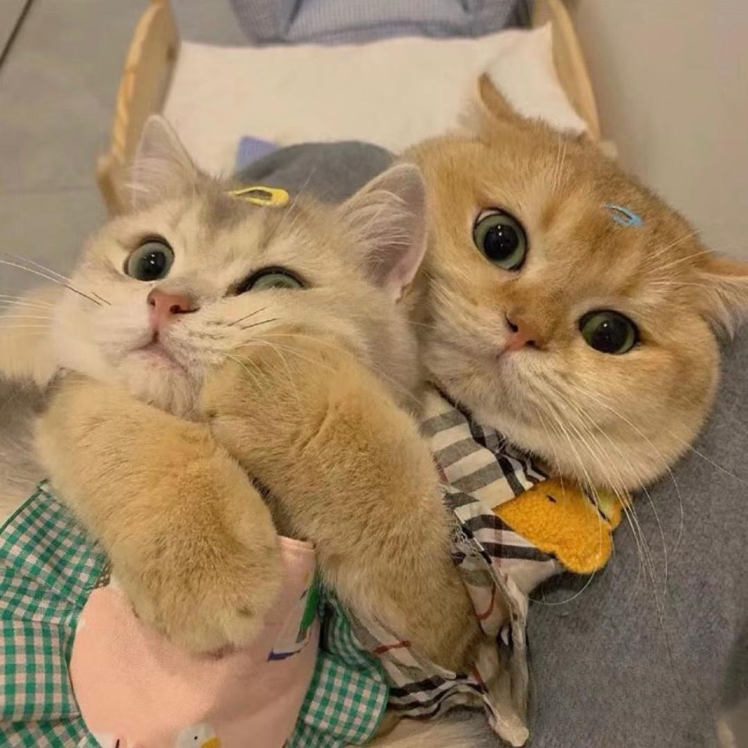 Еʟɪᴀᴜᴋ.