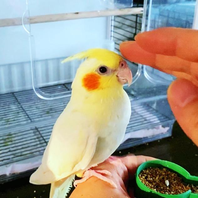 滴大仙