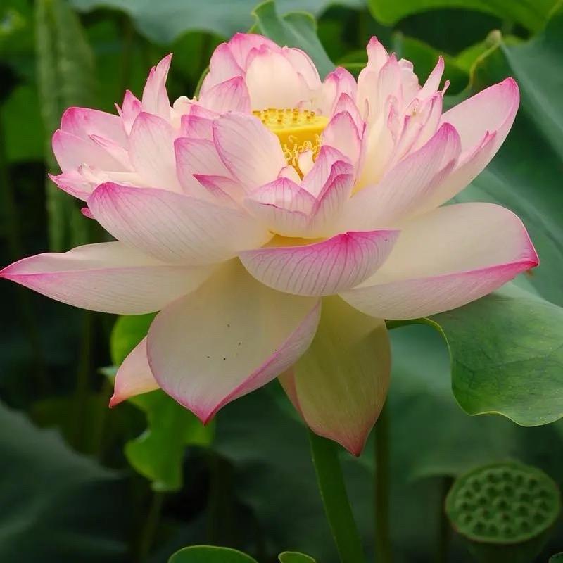 静心🙏