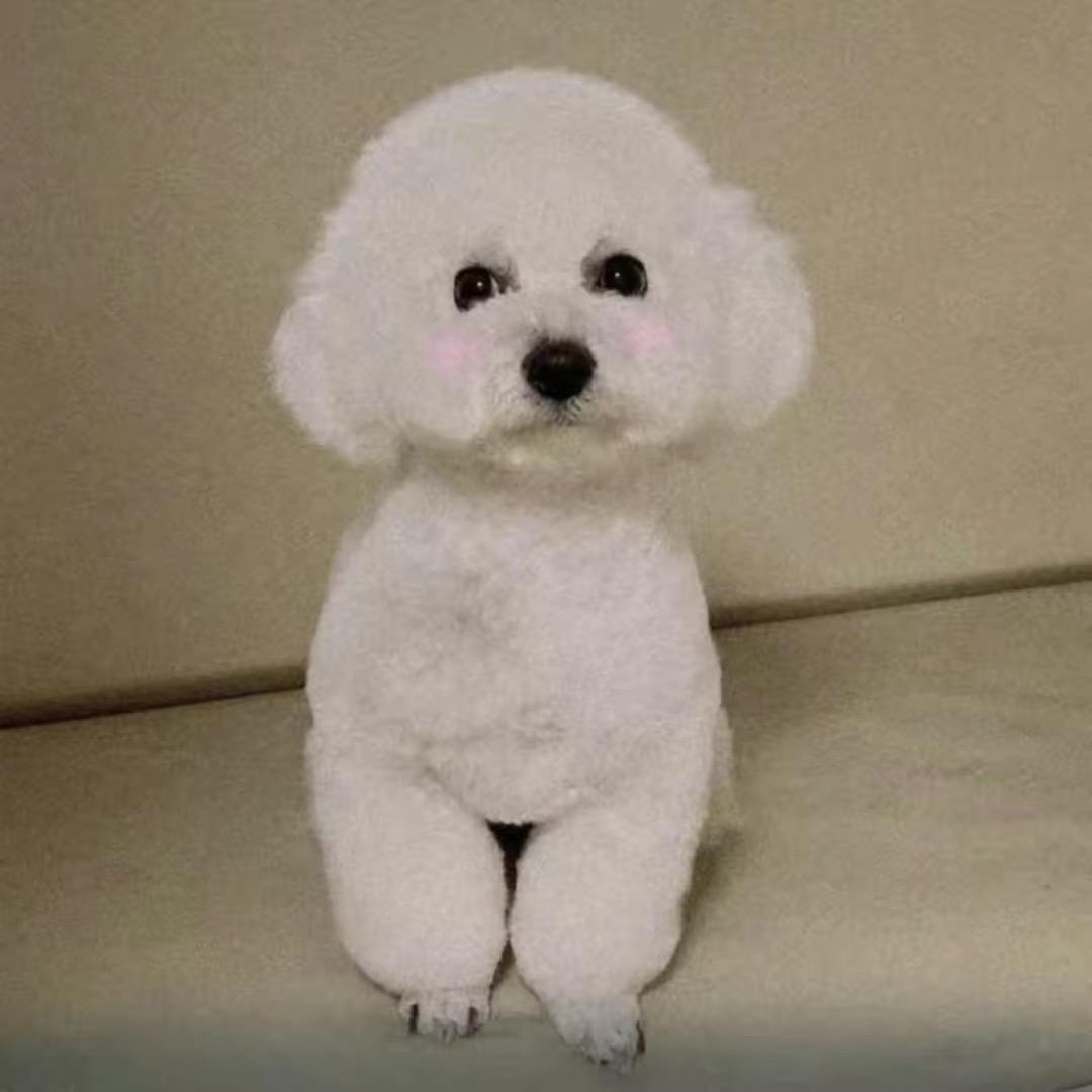 艺高人胆大