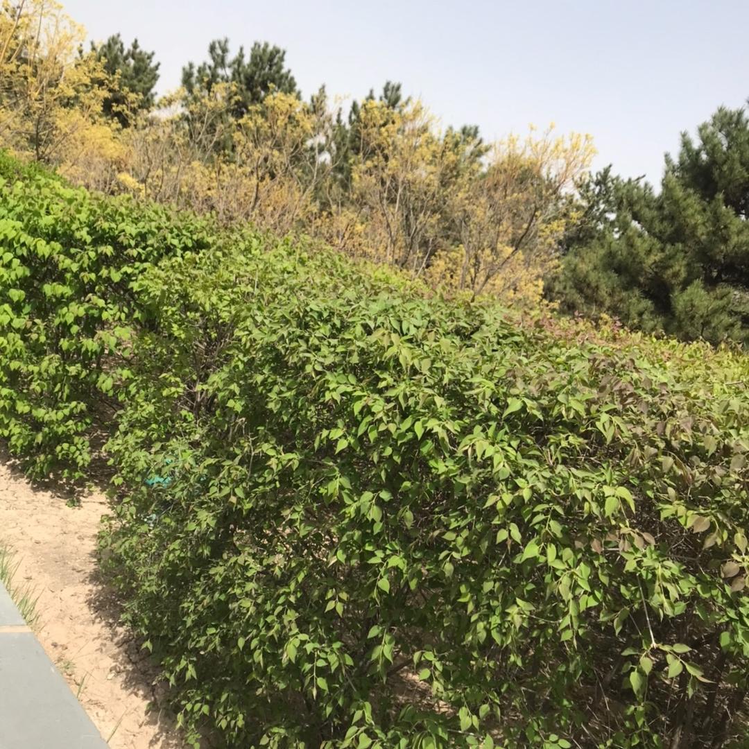 M 3无忧无虑