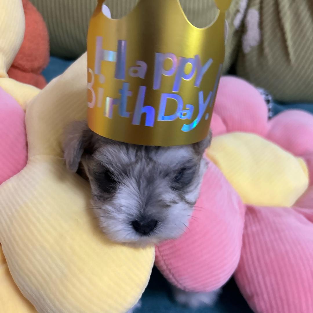 快乐🎉成长的小雪🐶