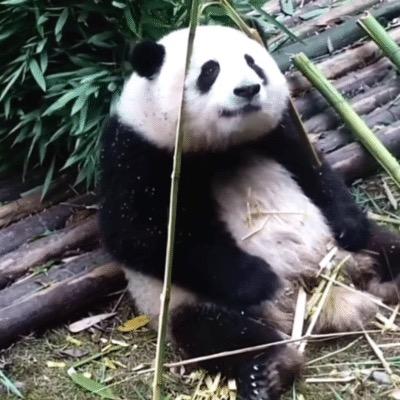 偶尔想出道的冰激凌