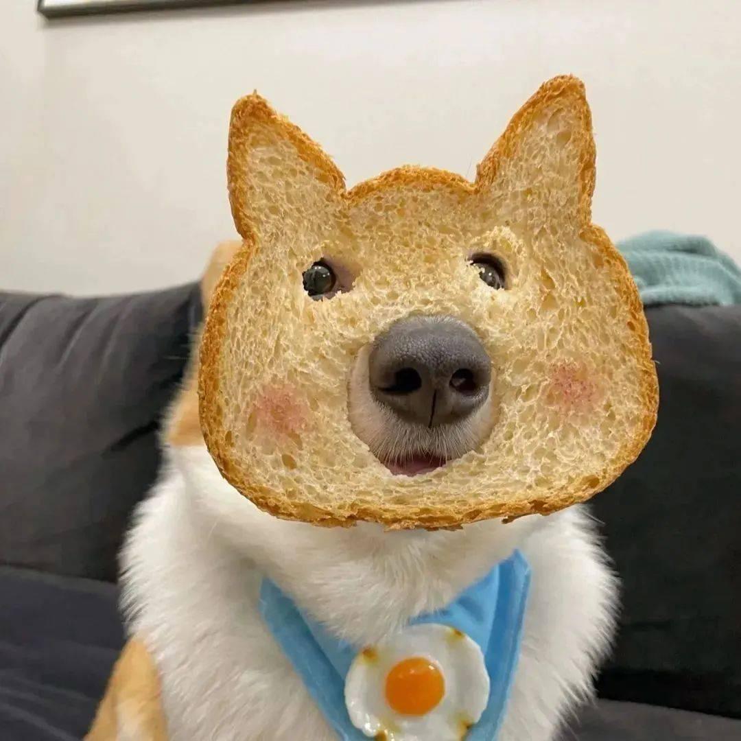 暴躁番茄🍅兔🐰