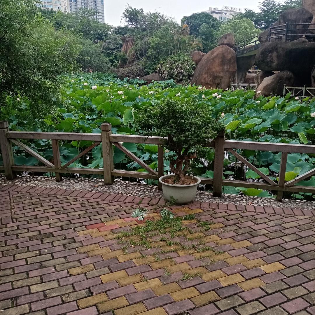翠玉好物