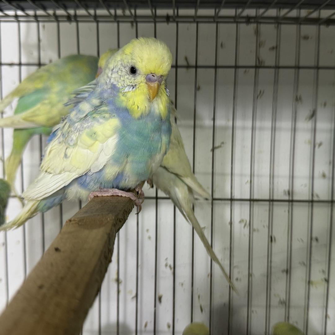 盛鹂宠物优品