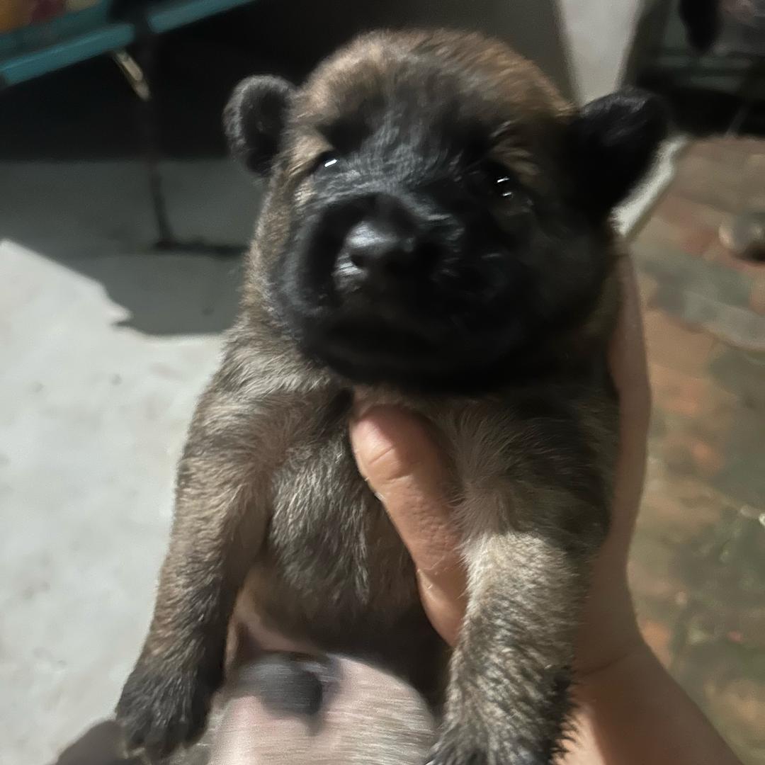 小王爱玩狗🐕
