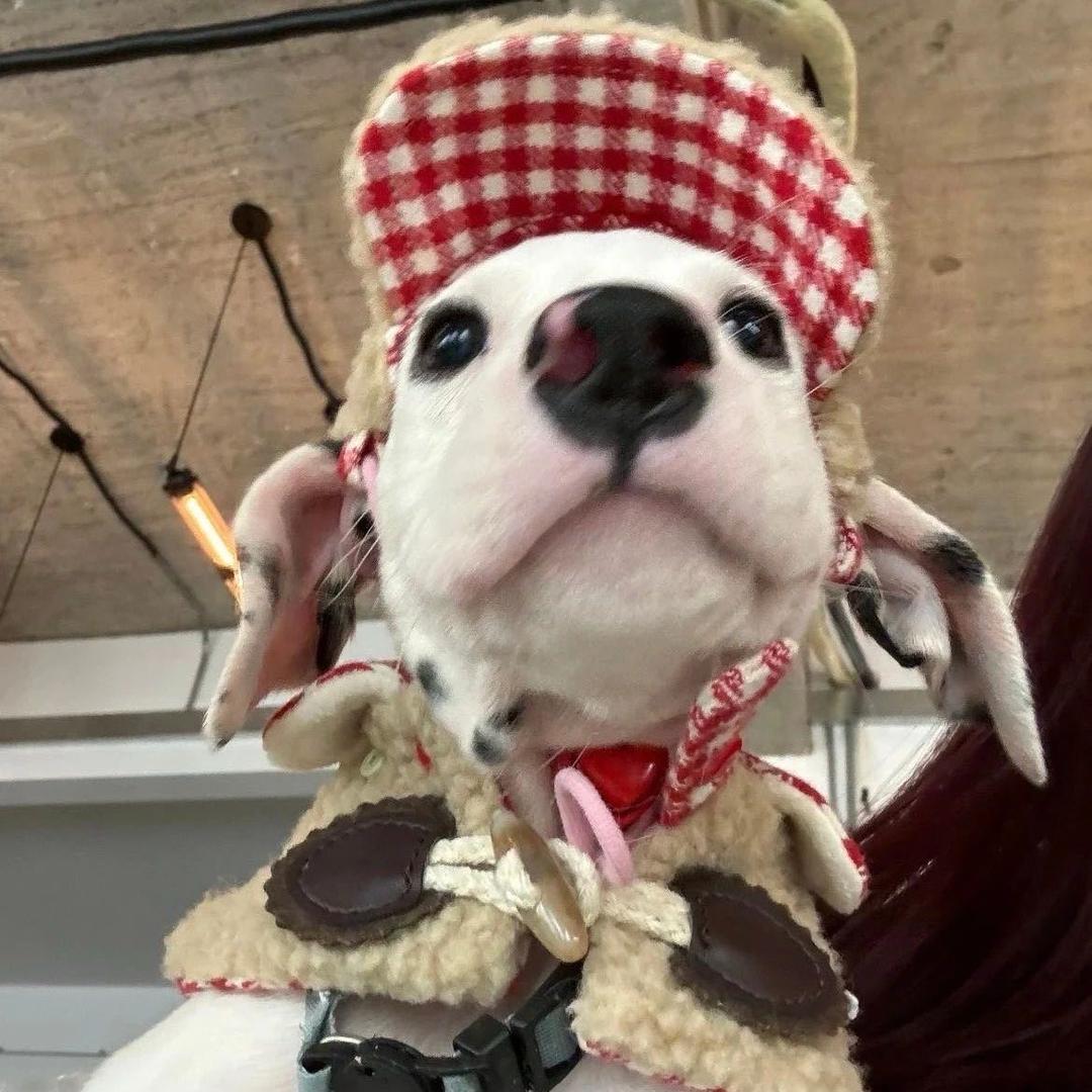 🐾