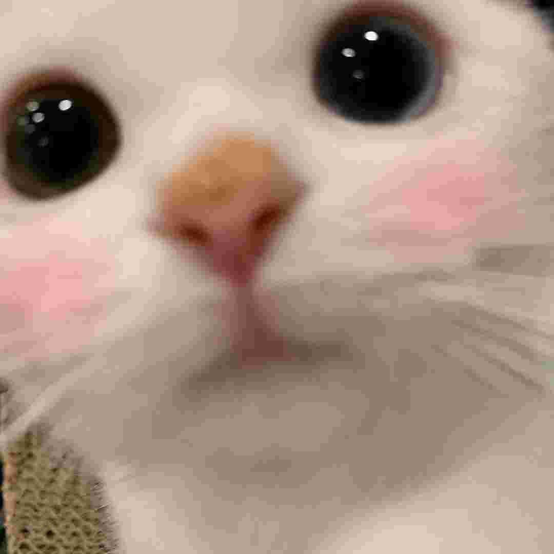 小猫怎么叫