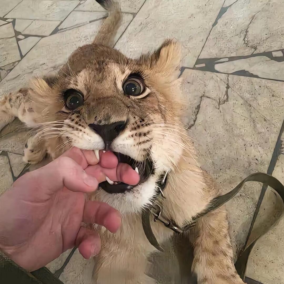 左耳