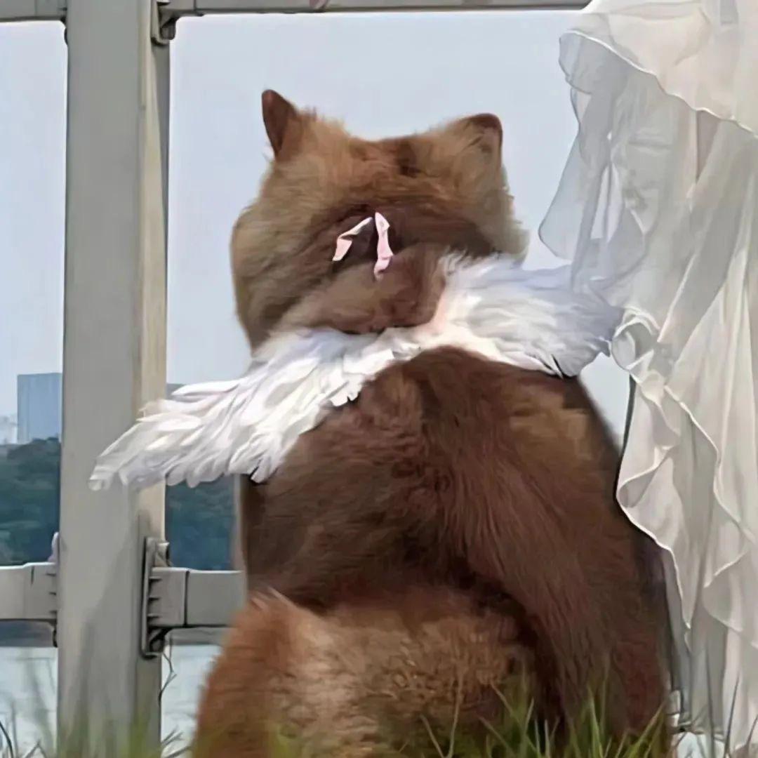 一颗红尘心（两个月蟀三天）