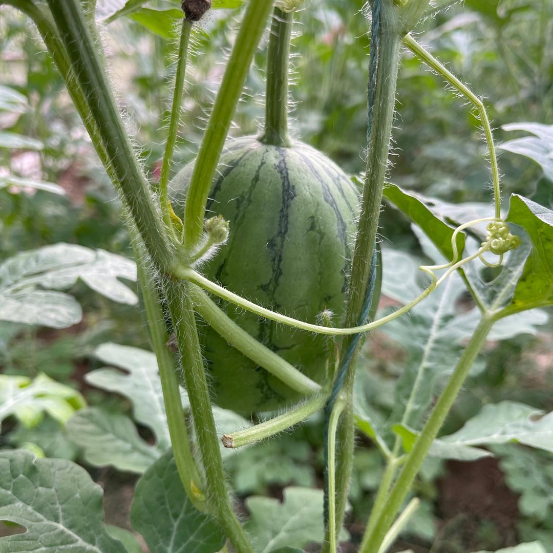 寒冰（菅庄供销社）