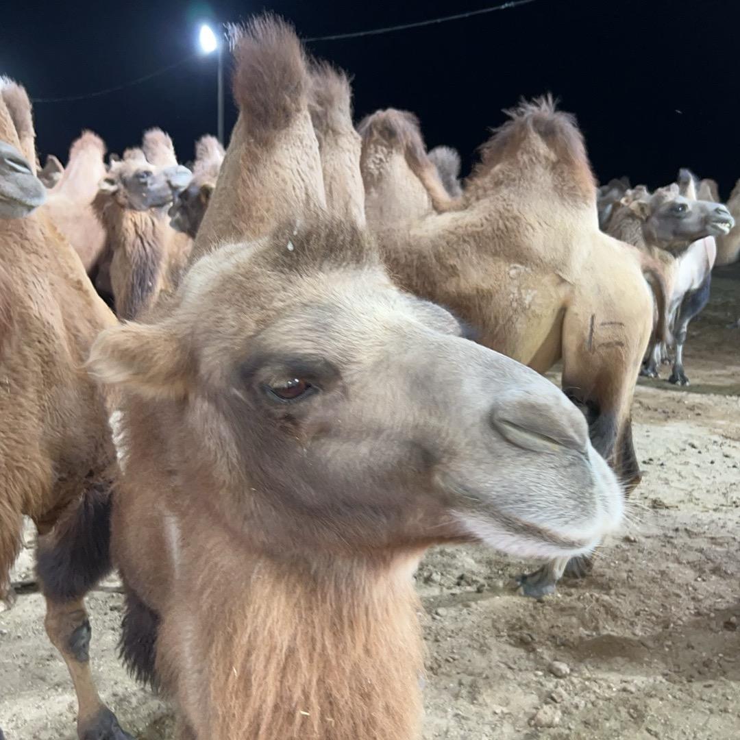 好驼奶选新驼