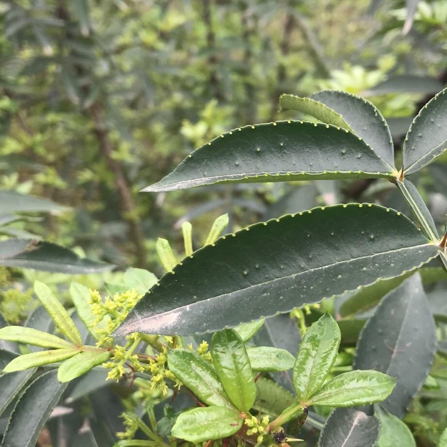 潇烟暮雨