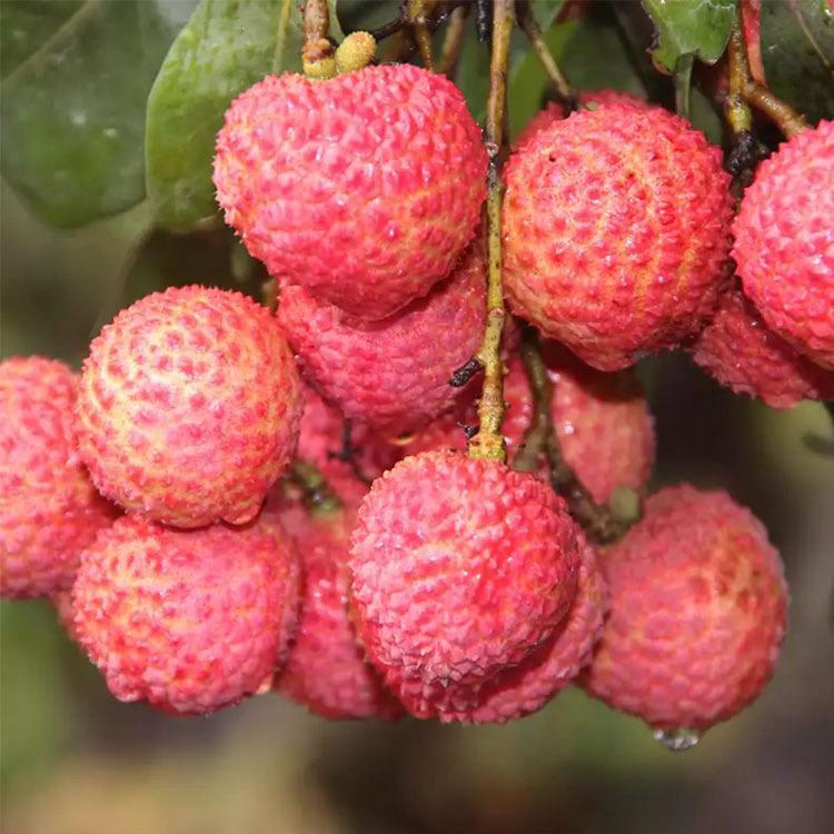 翠灵商贸创意屋