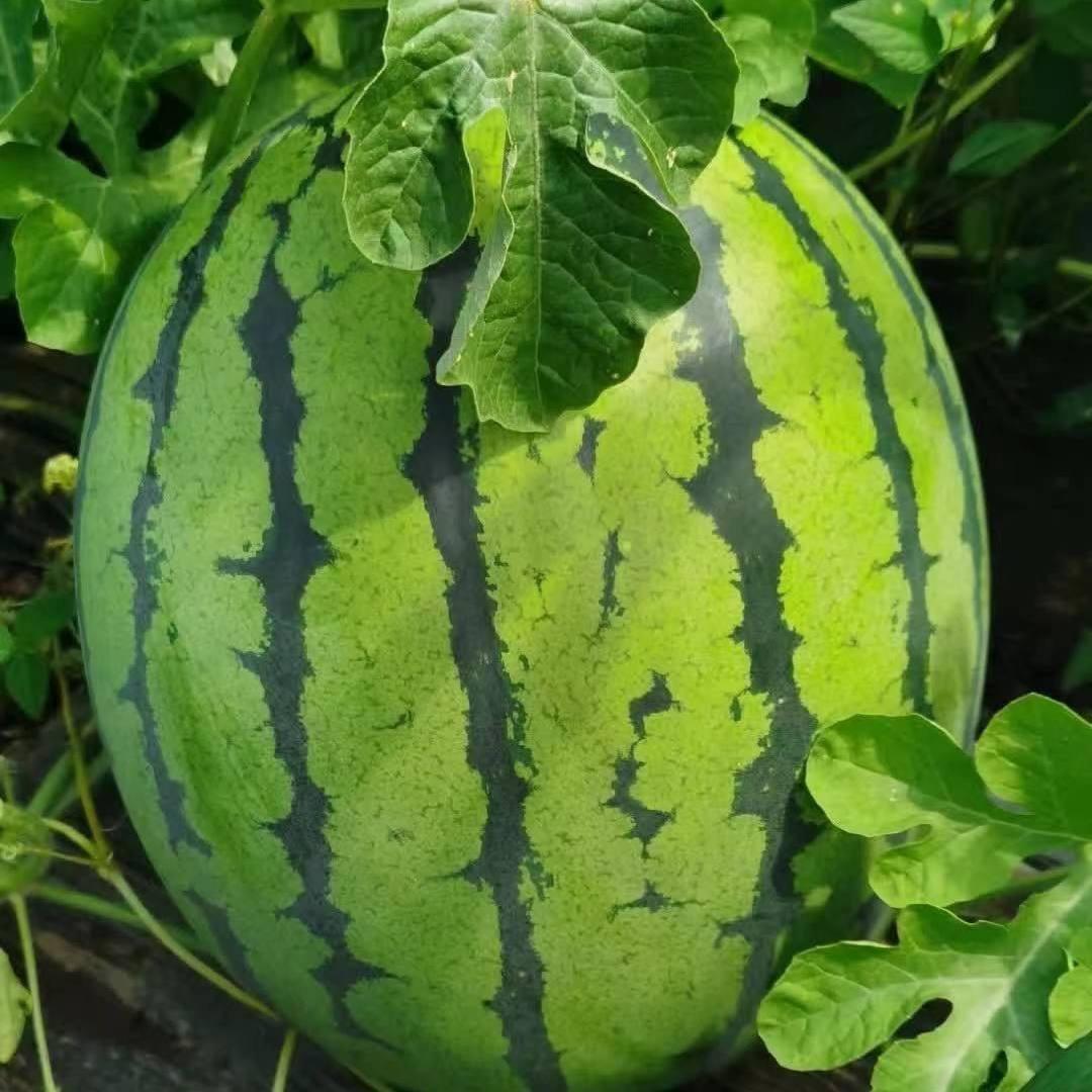 西瓜姐弟