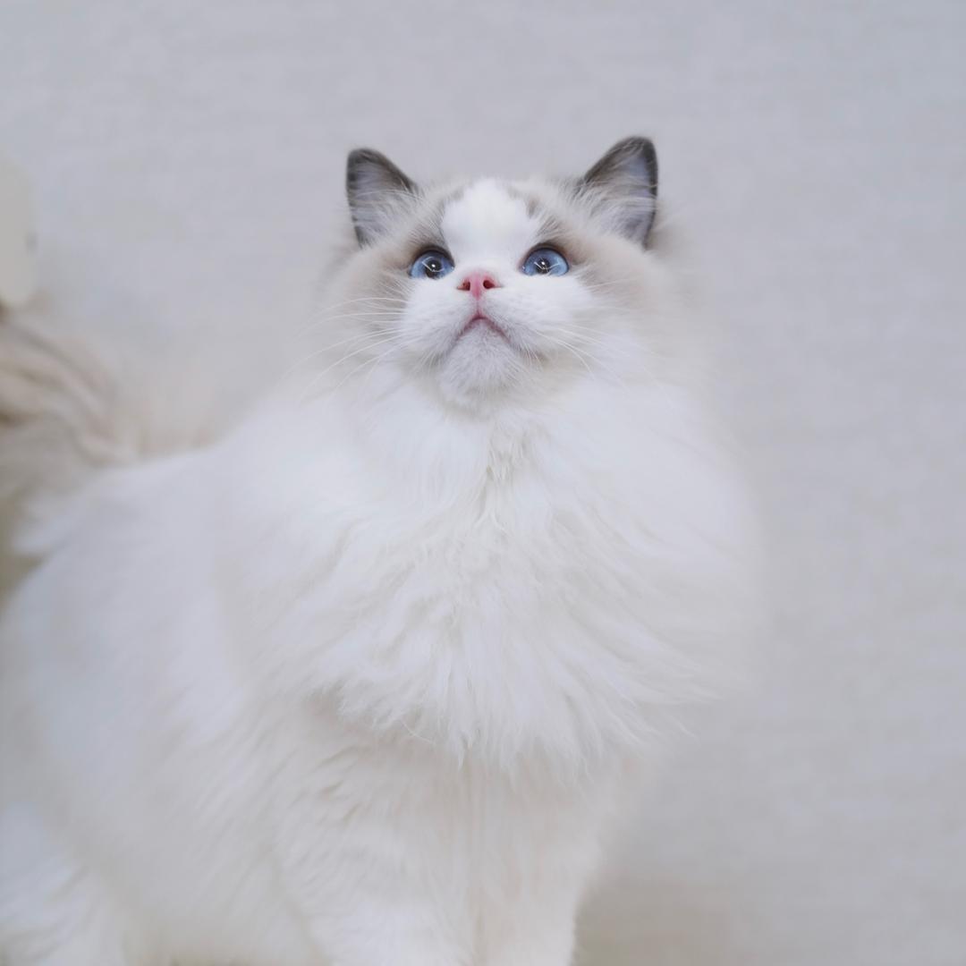 文小刀