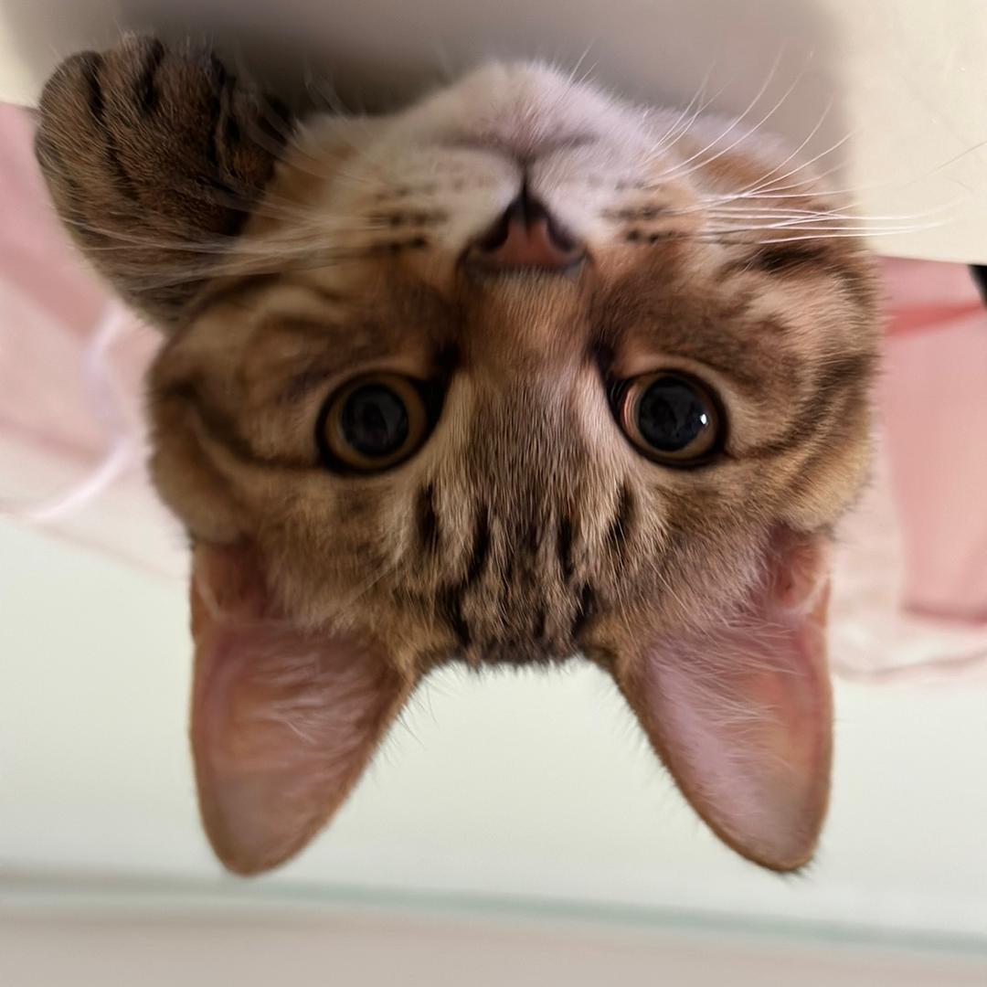 小虎宝🐯