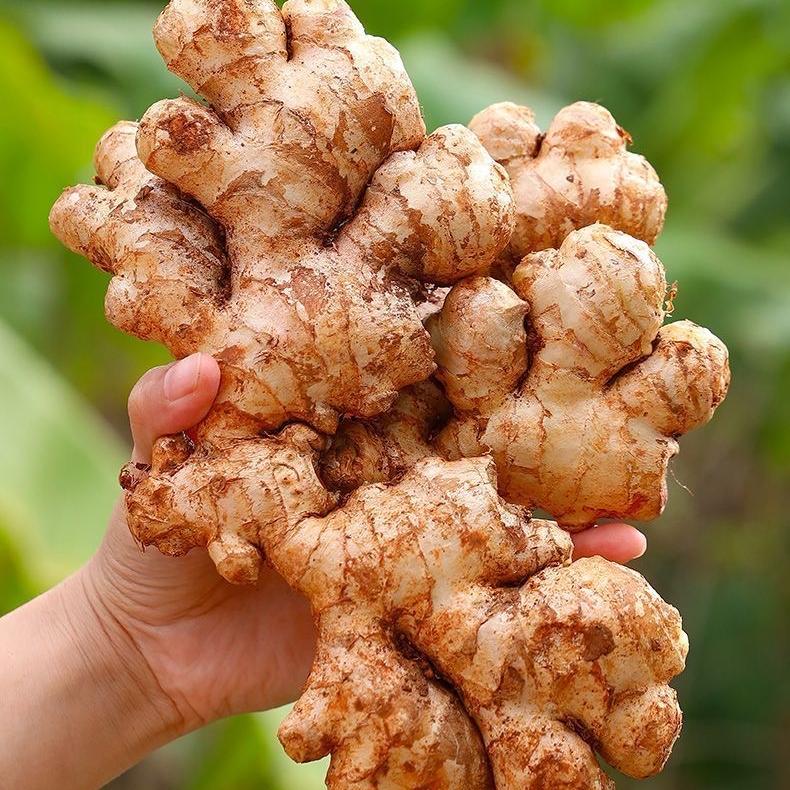 喜言官方旗舰店