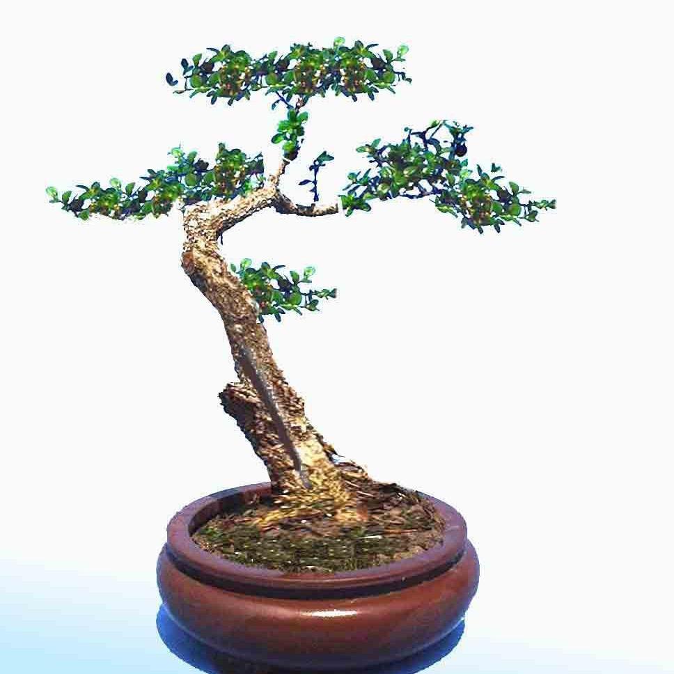 植韵绿植盆景企业店小淘壹桩