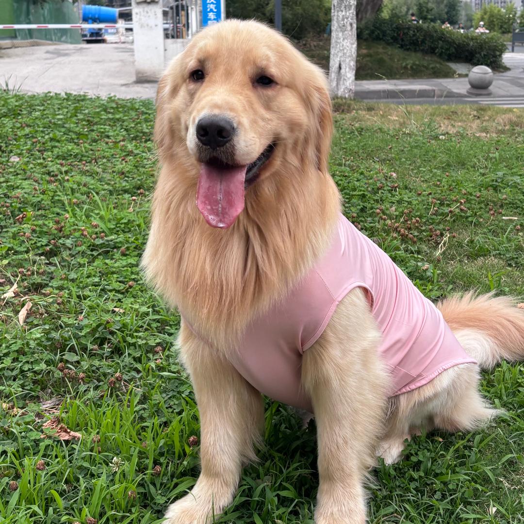 吃恩陈