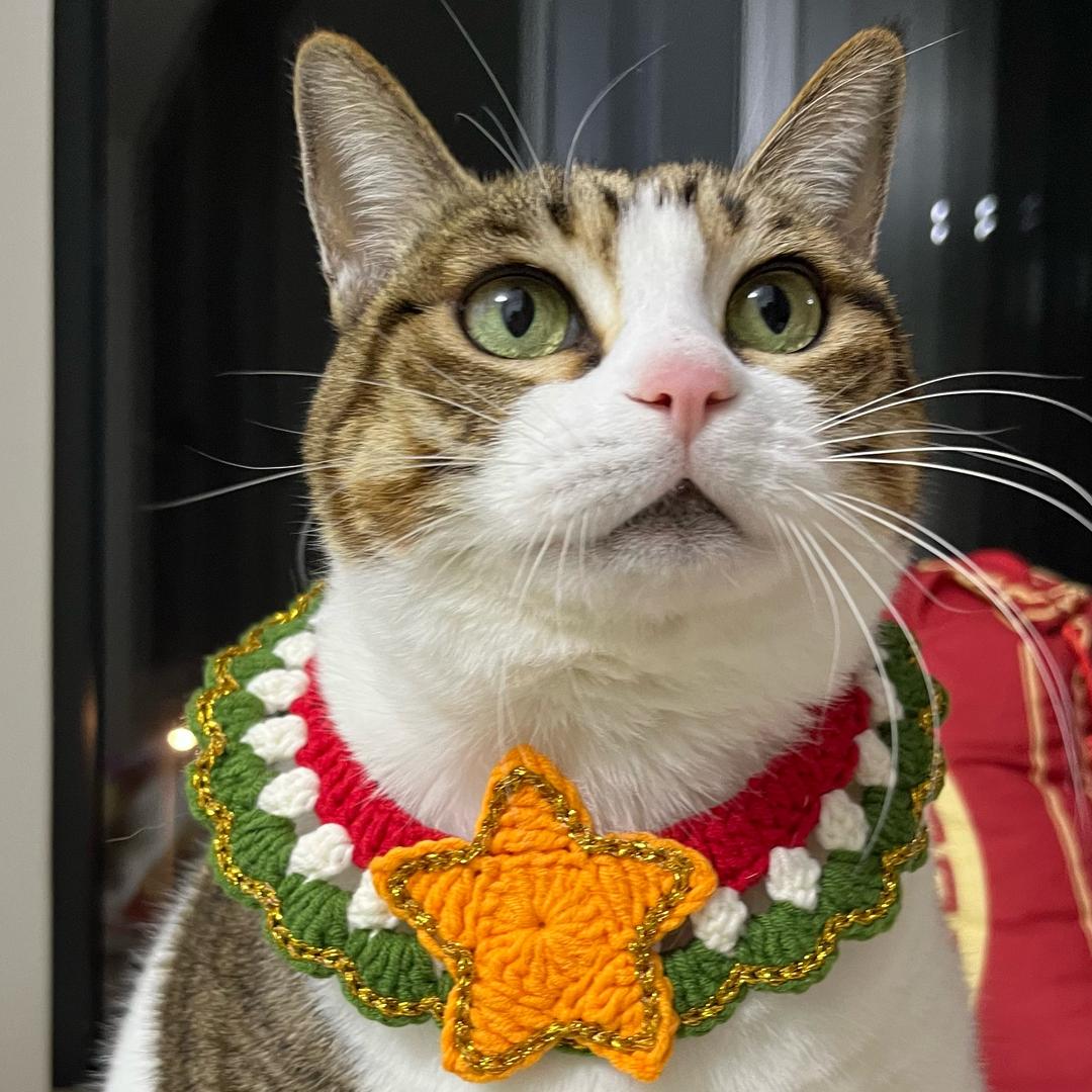 阿宝是只猫
