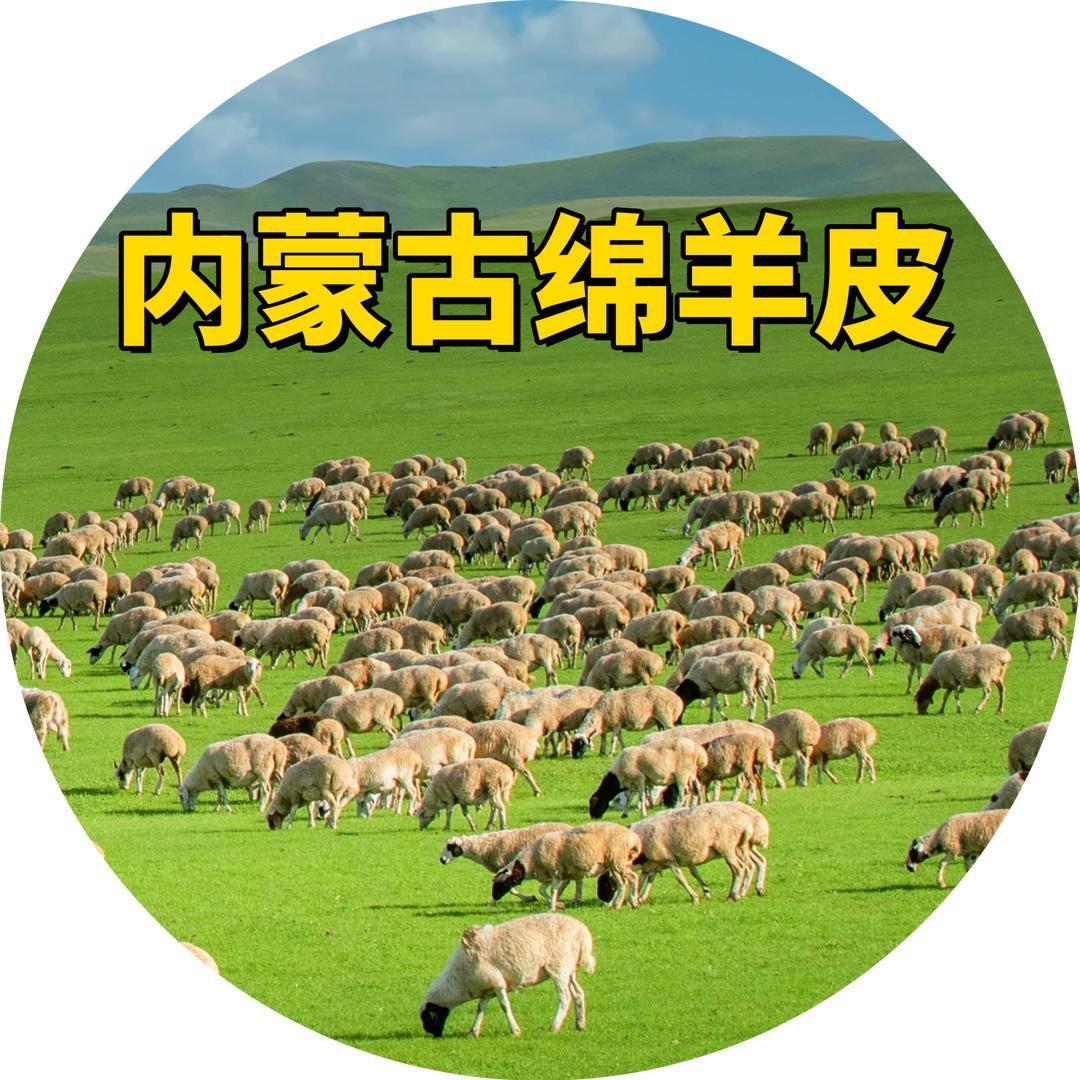 内蒙古绵羊皮