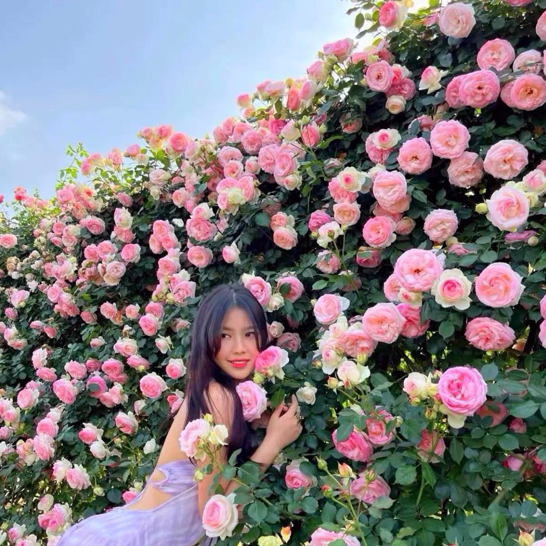 一棵花🌹