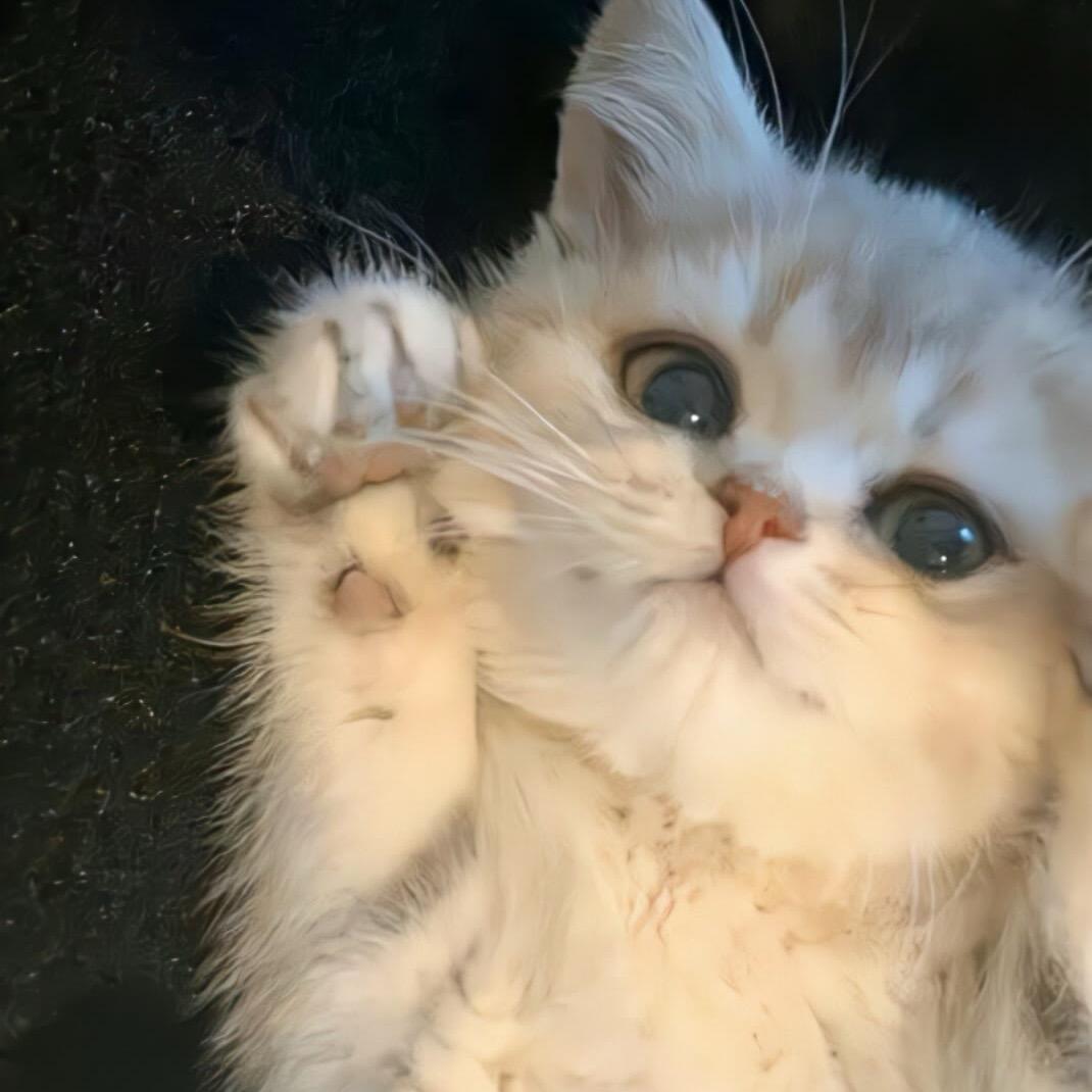 陈Chéᯅn 🐾