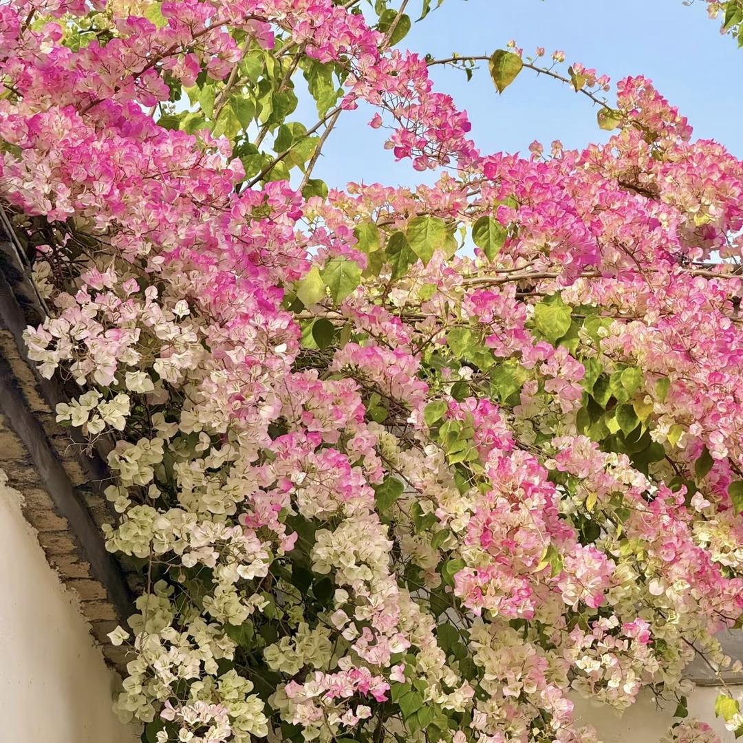 嘉岚花卉种植园