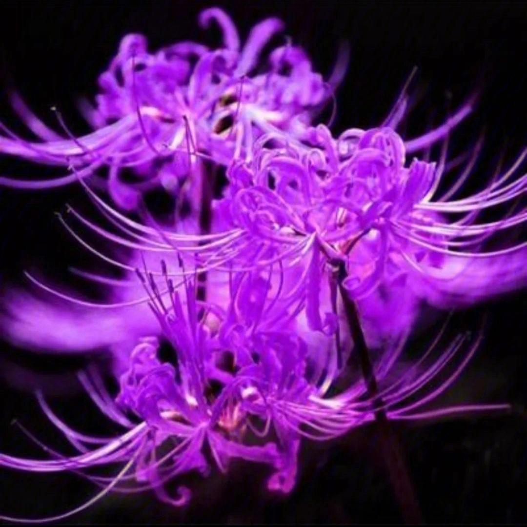 彼岸花（拒私聊）