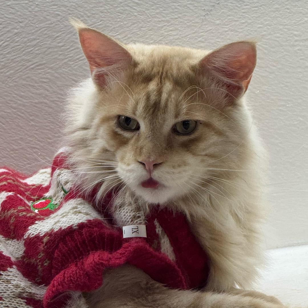 这个星期天（不想努力版）