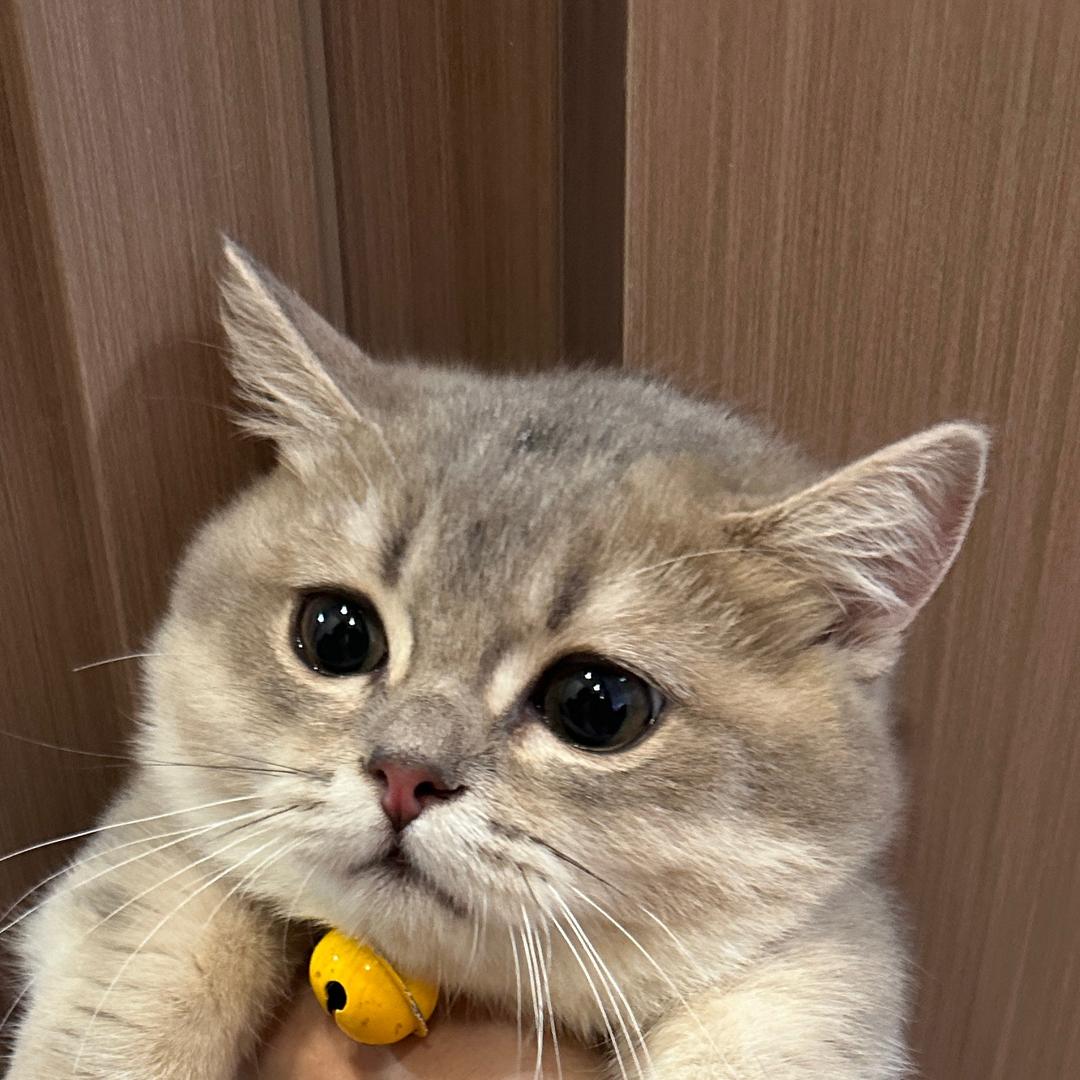 钮钴禄.武松