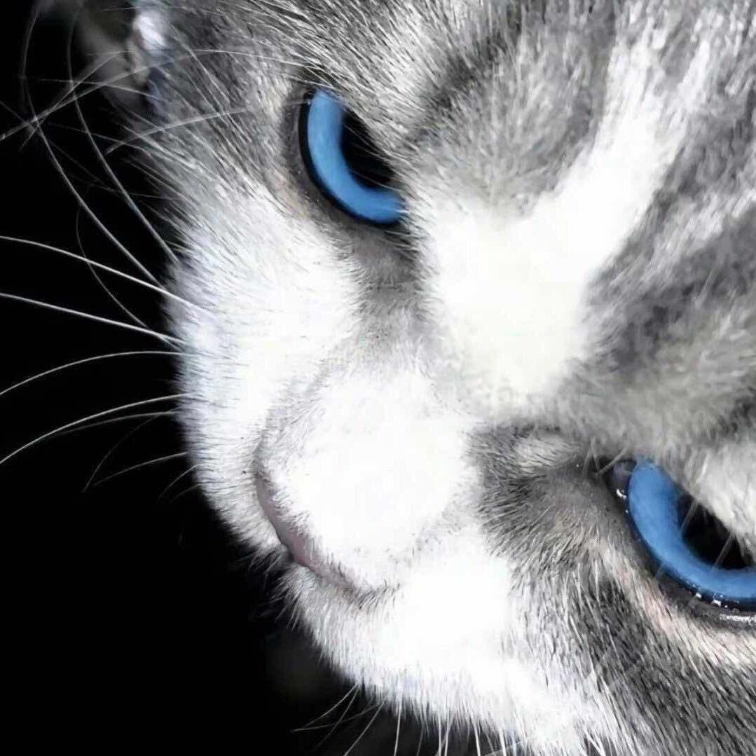 柚屿.