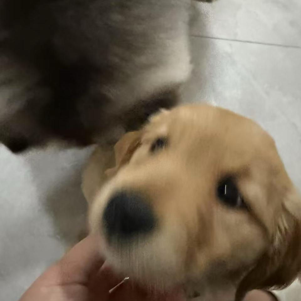 橙子是只金毛