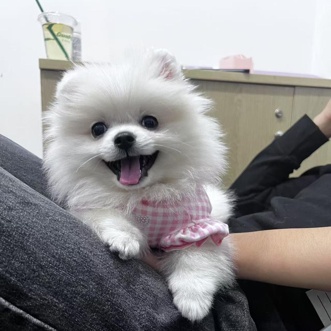 玉米的日常生活