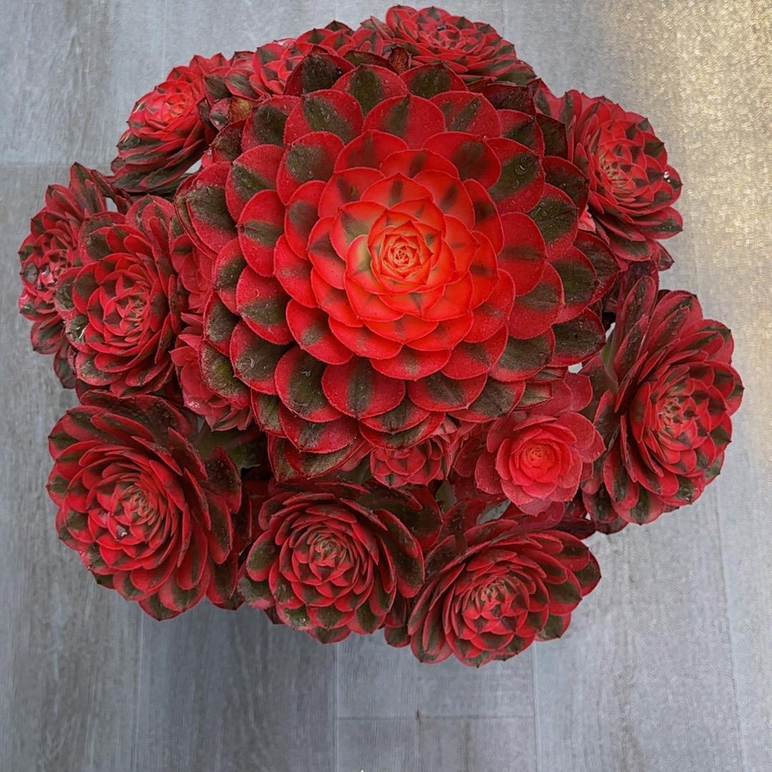 南北花卉园艺