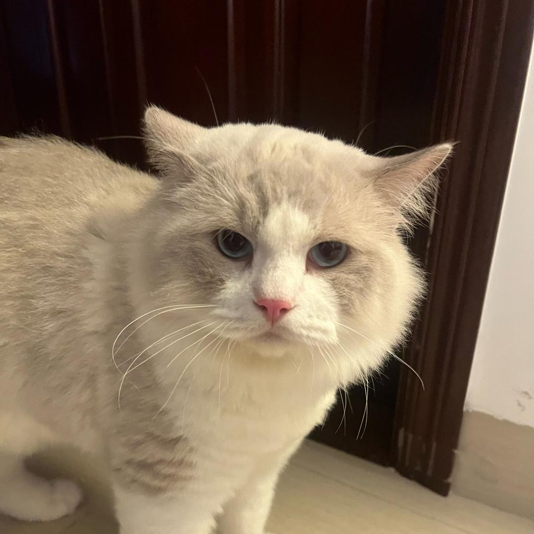 小兔怎么肥四🍔