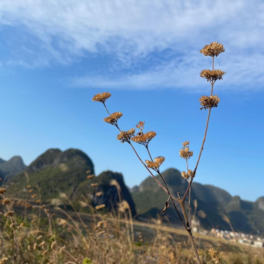 百草金汤