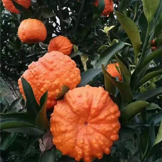莲花