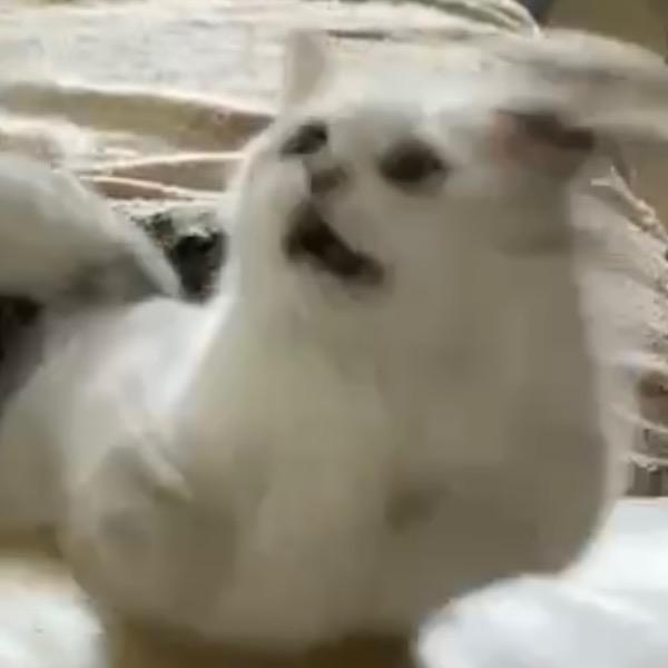番茄猫