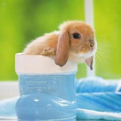 要香菜不要葱（减肥版）