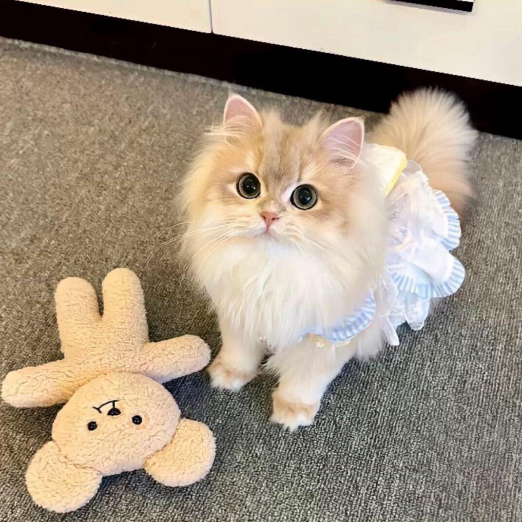 ㅤㅤㅤㅤ ㅤㅤㅤㅤEllli