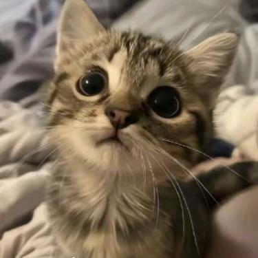 狸 猫
