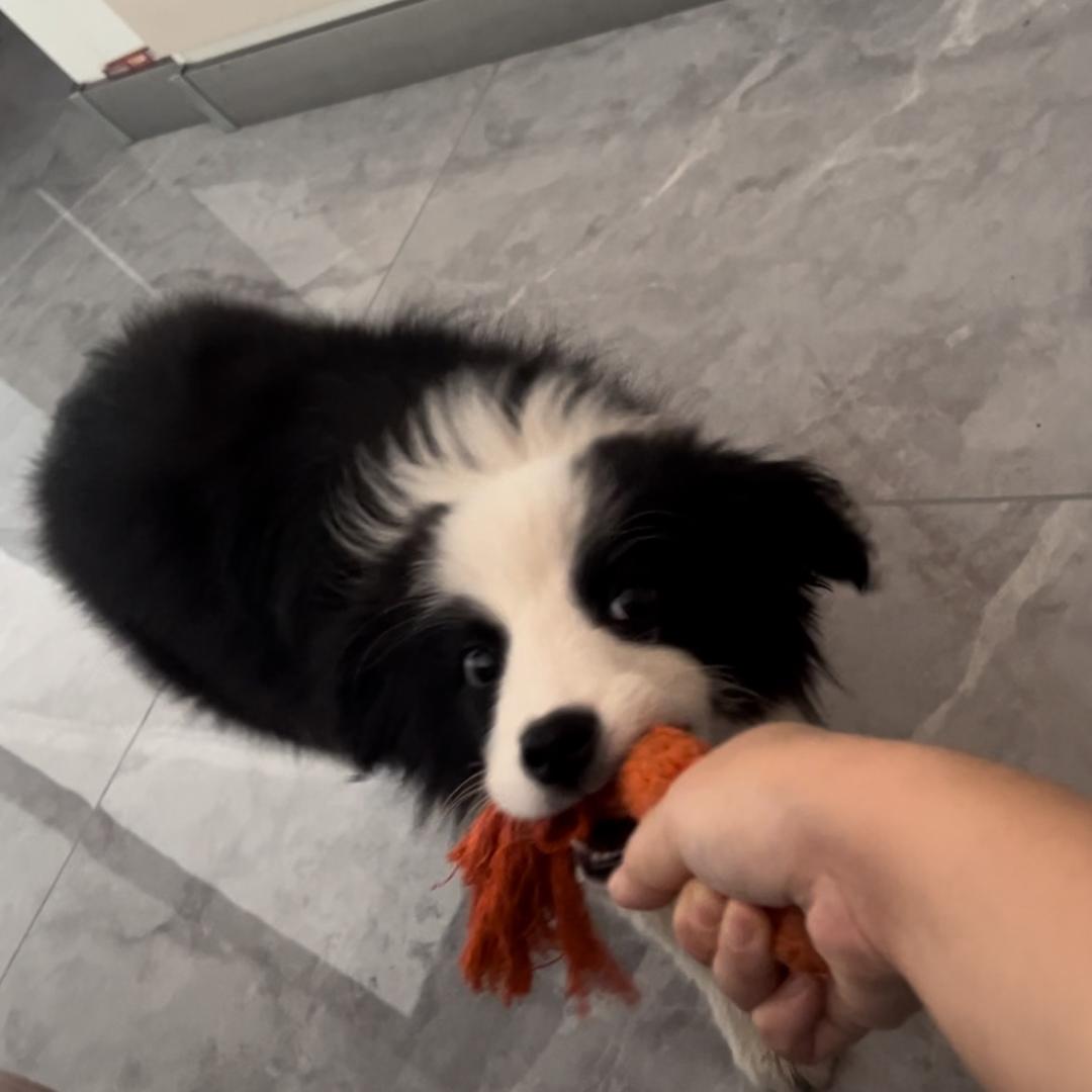 边牧十一和妹妹的快乐生活