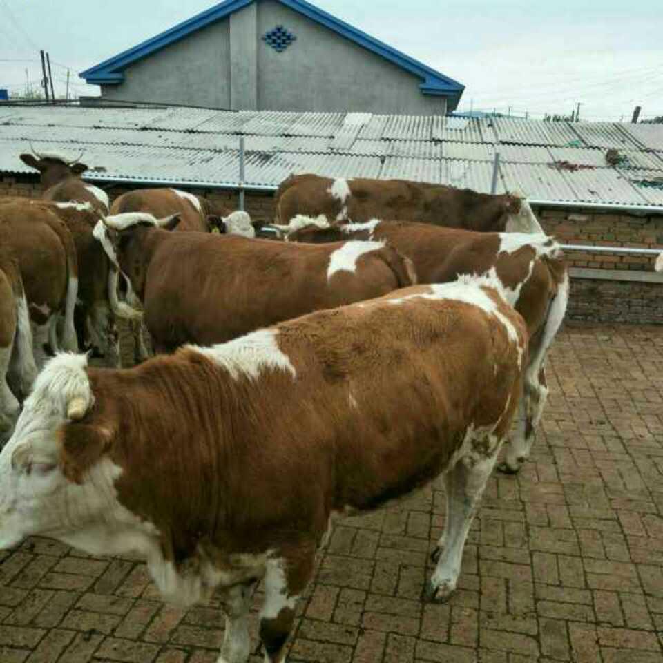 洛阳宜阳养牛专业合作社〈兽医〉老亢